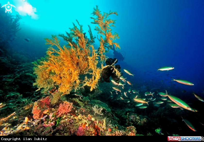 A soft corals
