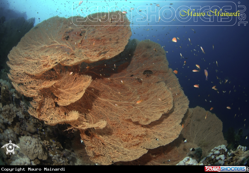 A Seafan