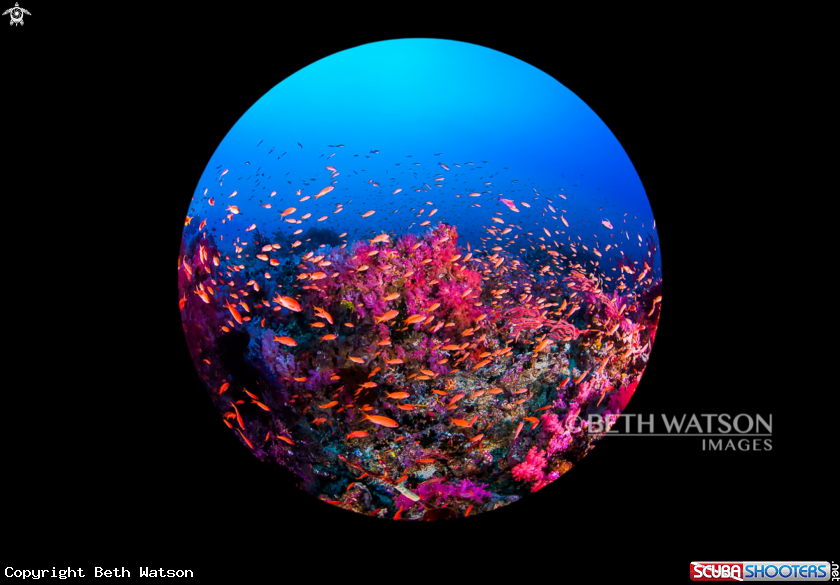 A Reef scene