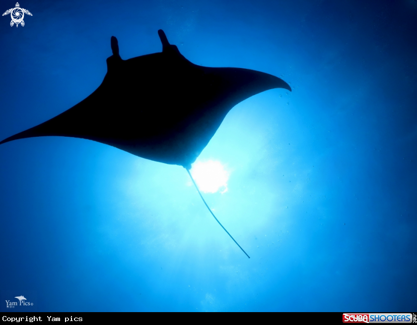 A Manta Manta