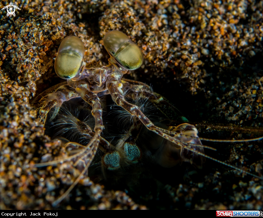 A Spearing mantis shrimp