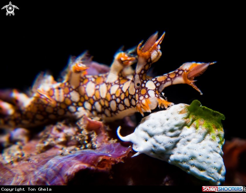 A Nudibranch