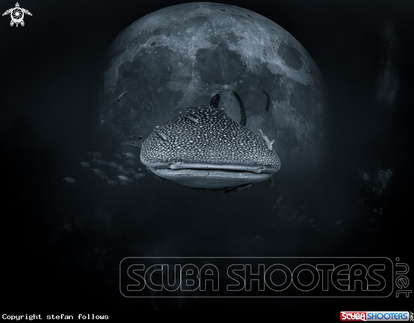 A Whale Shark