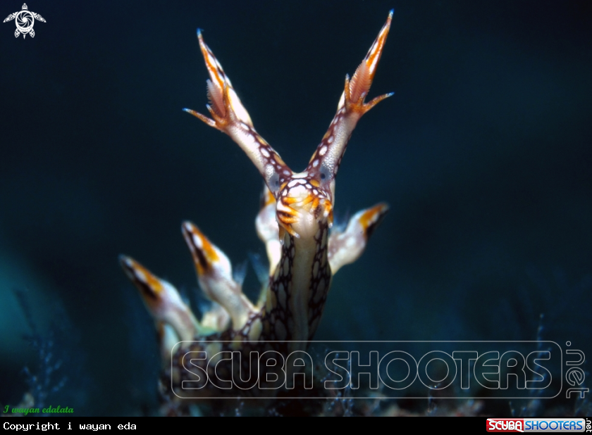 A Bornella anguilla