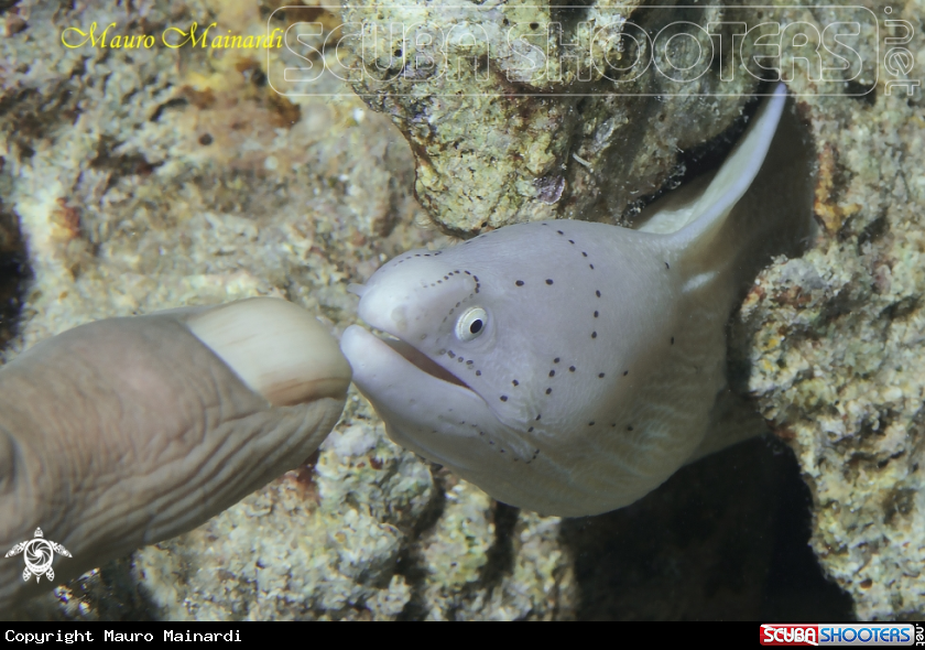 A Puppy moray