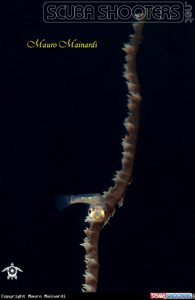 A Goby