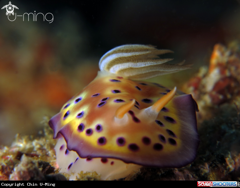 A Chromodoris