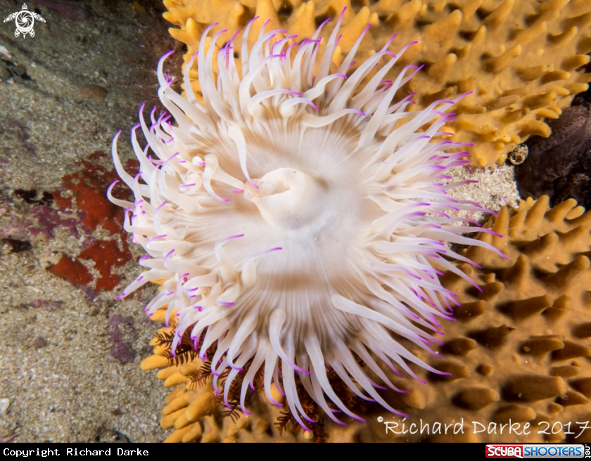 A Anemone