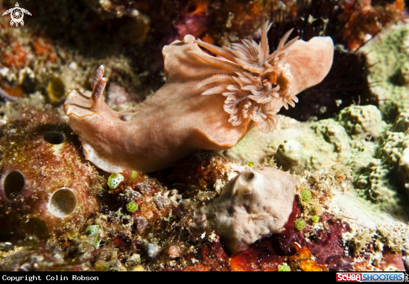 A nudibranch