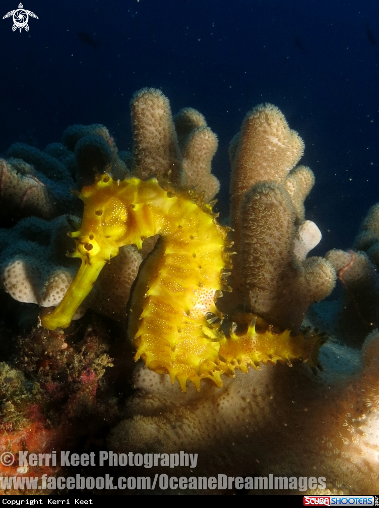 A Seahorse