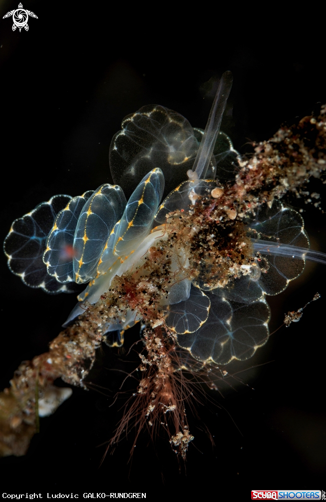 A Cyerce elegans Nudibranch