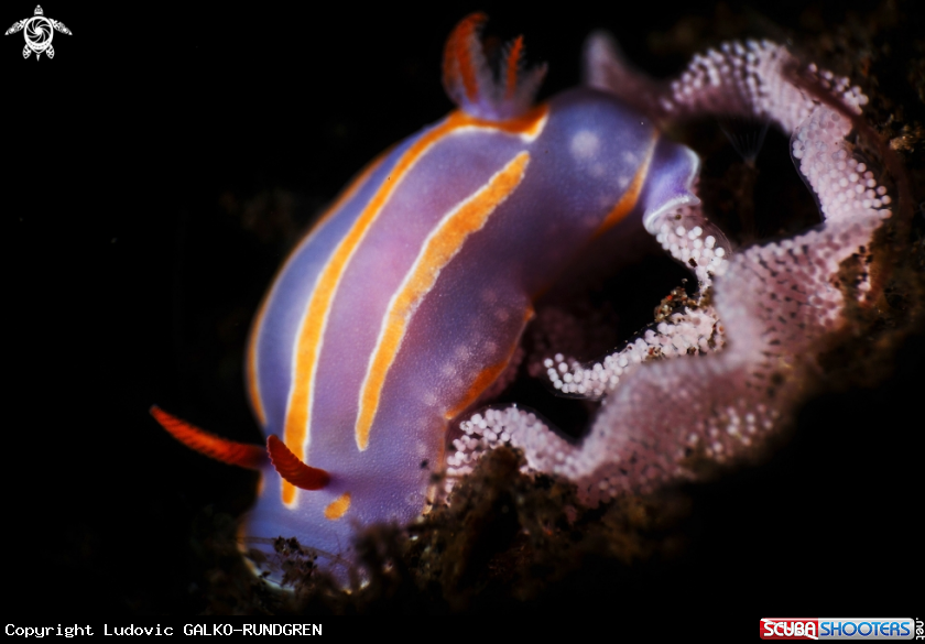 A Mexichromis Nudibranch