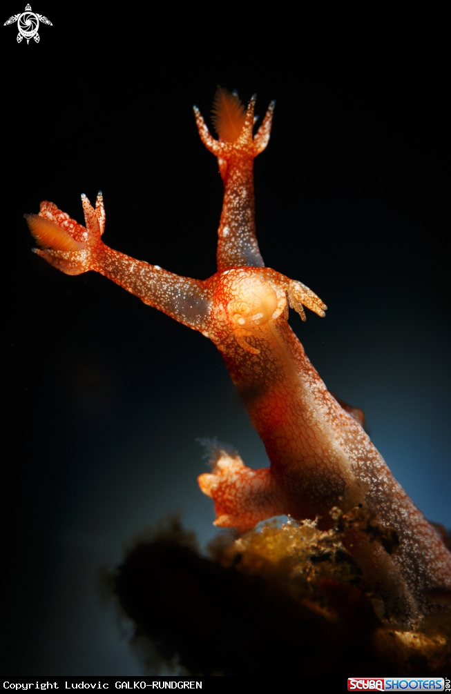 A Bornella sp. Nudibranch