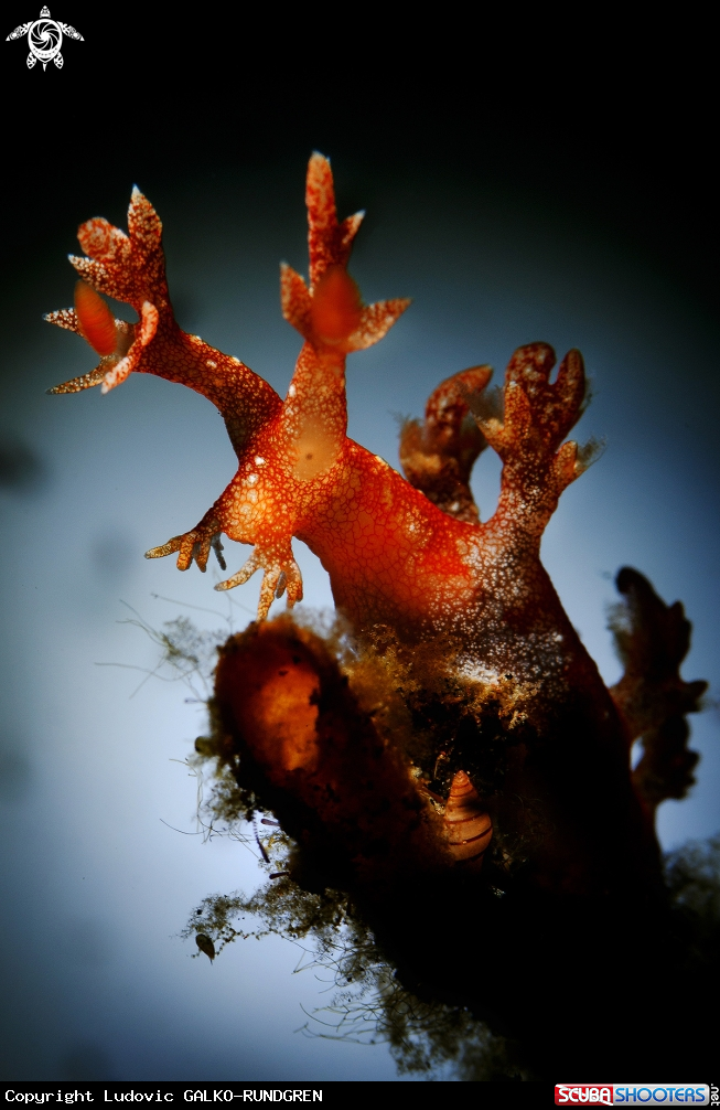 A Bornella sp. Nudibranch