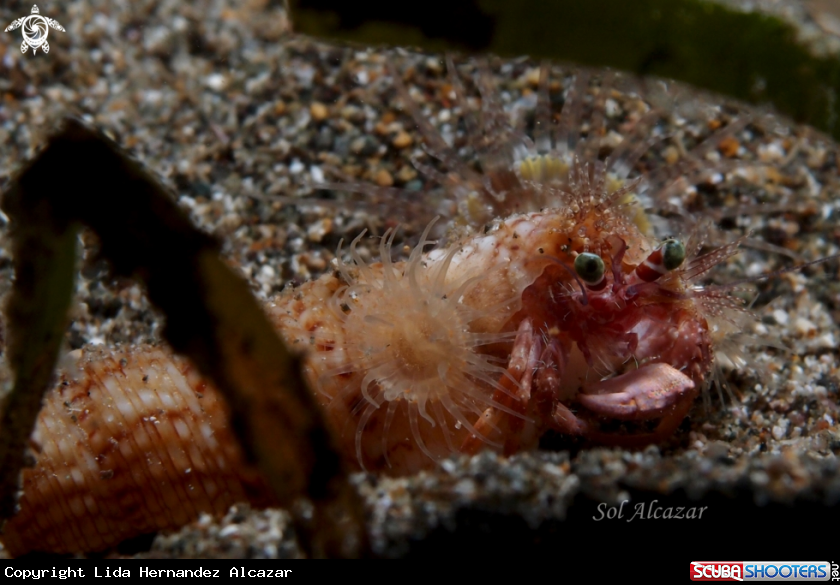 A underwater creature