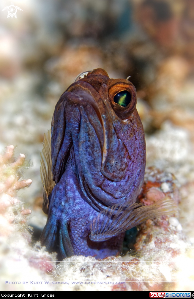 A Jaw Fish
