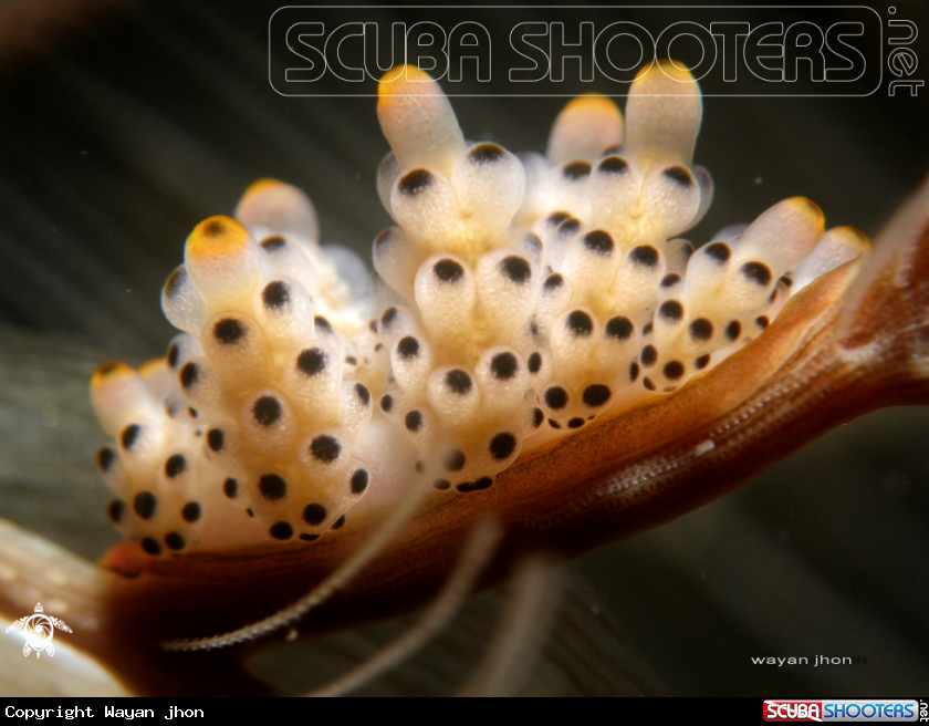 A Doto Nudibranch