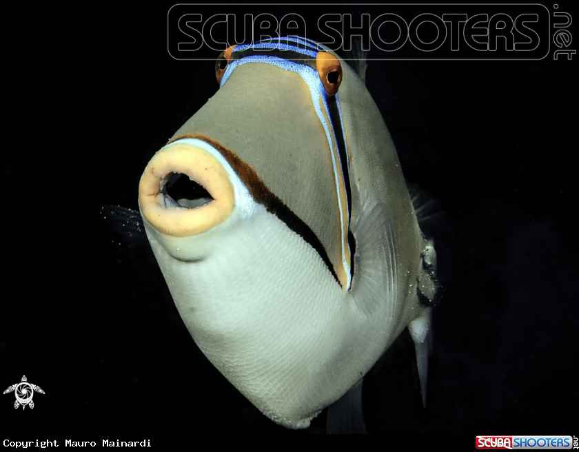 A Picasso triggerfish