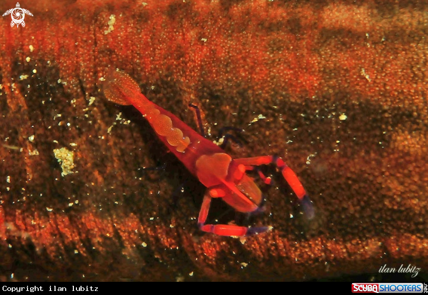 A emperor shrimp