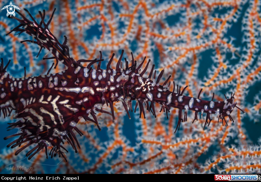A Harlequin ghost pipefish