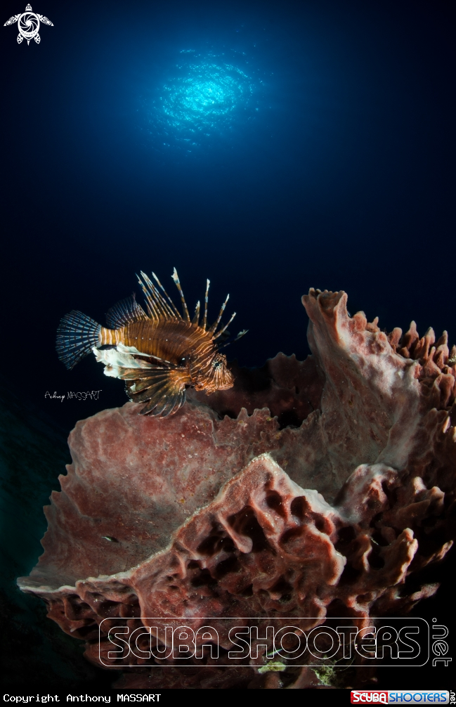 A Pterois