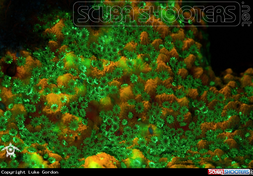 A Montipora Hard Coral