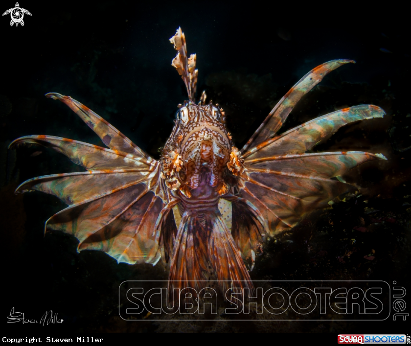 A Lionfish