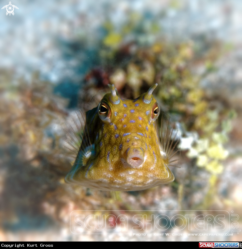 A Box Fish
