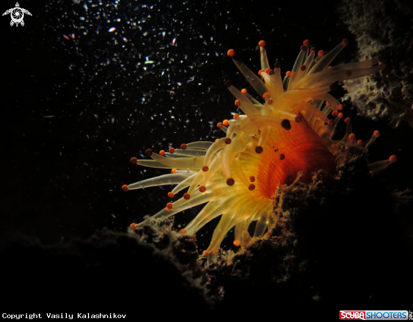 A anemones