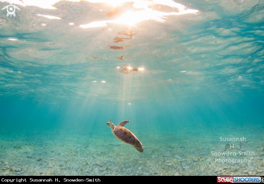 A Green sea turtle