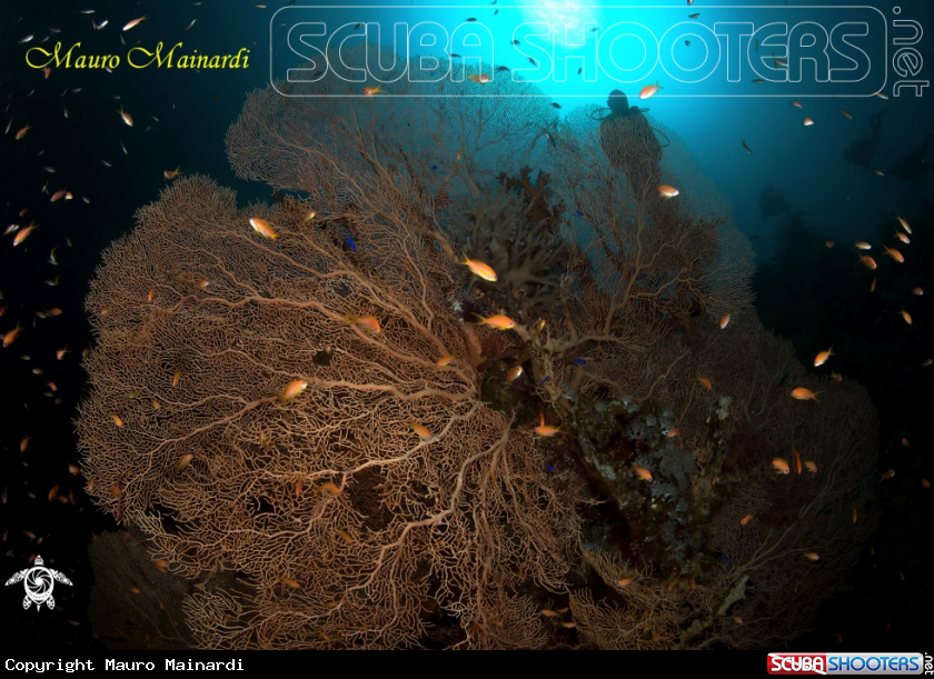 A Seafan