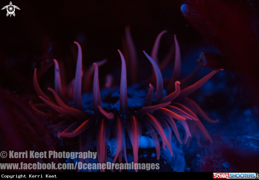 A Anemone