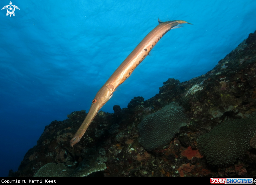 A Trumpet fish