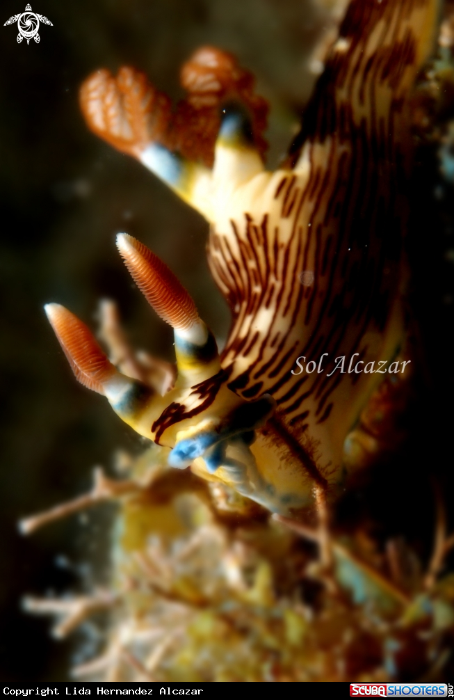 A underwater creature
