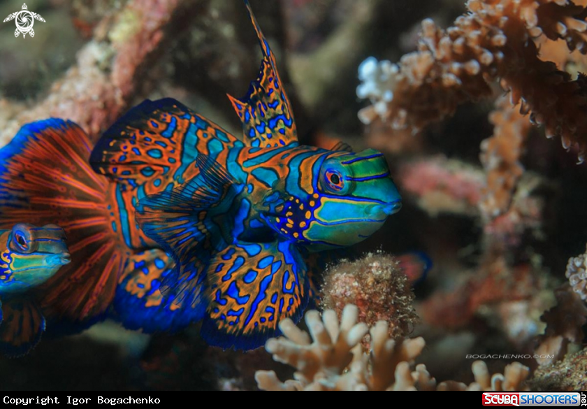 A Mandarinfish