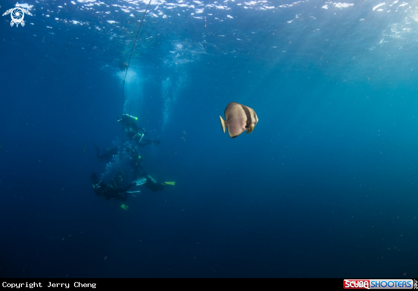 A Orbicular batfish