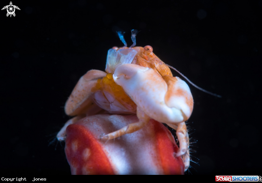 A Crab with egg