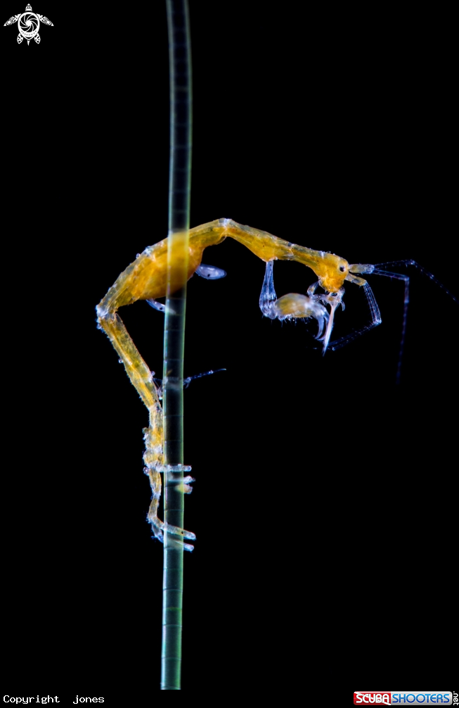 A Skeleton Sprimp
