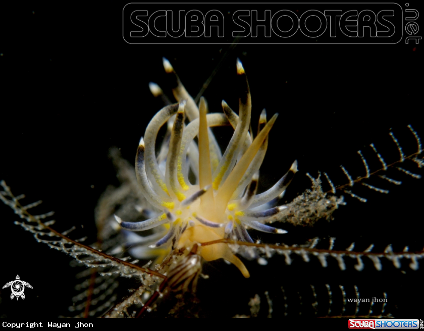 A Nudi