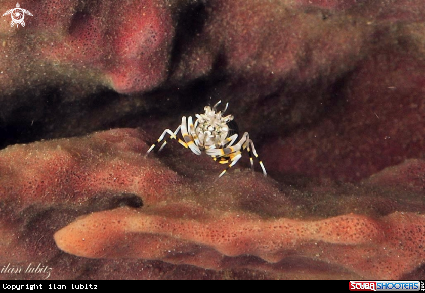 A bumblebee shrimp