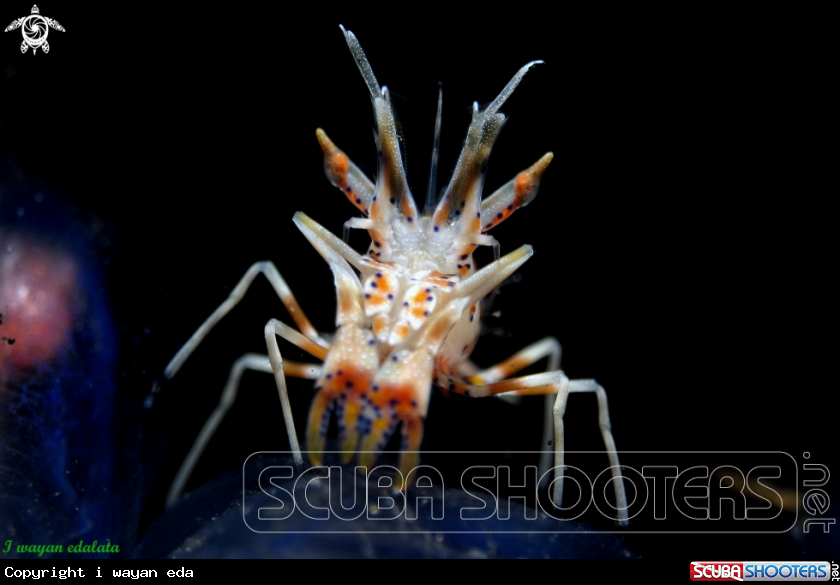 A Tiger Shrimp