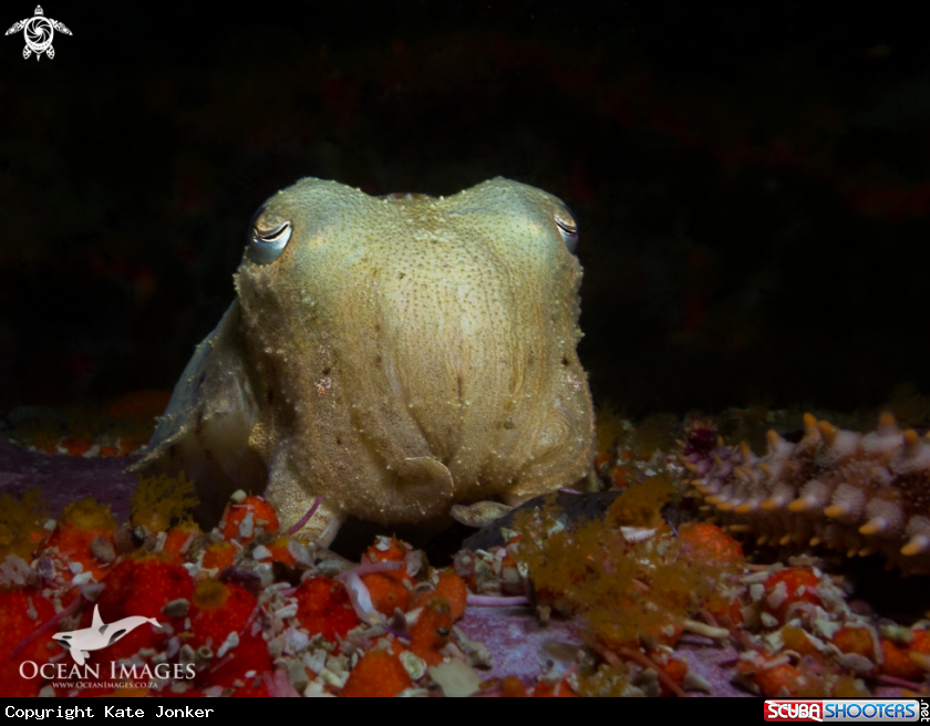 A Cuttlefish