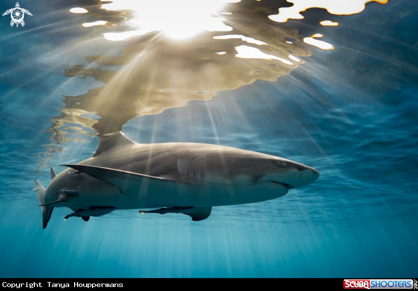 A Lemon Shark 
