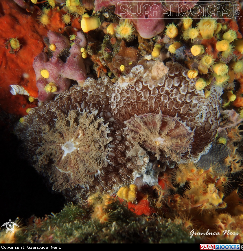 A Umbraculum