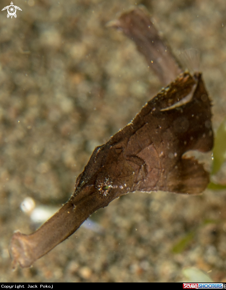 A Roust ghost pipefish