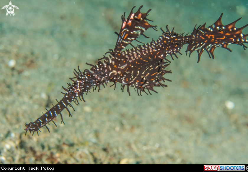 A Ornate ghost pipefish