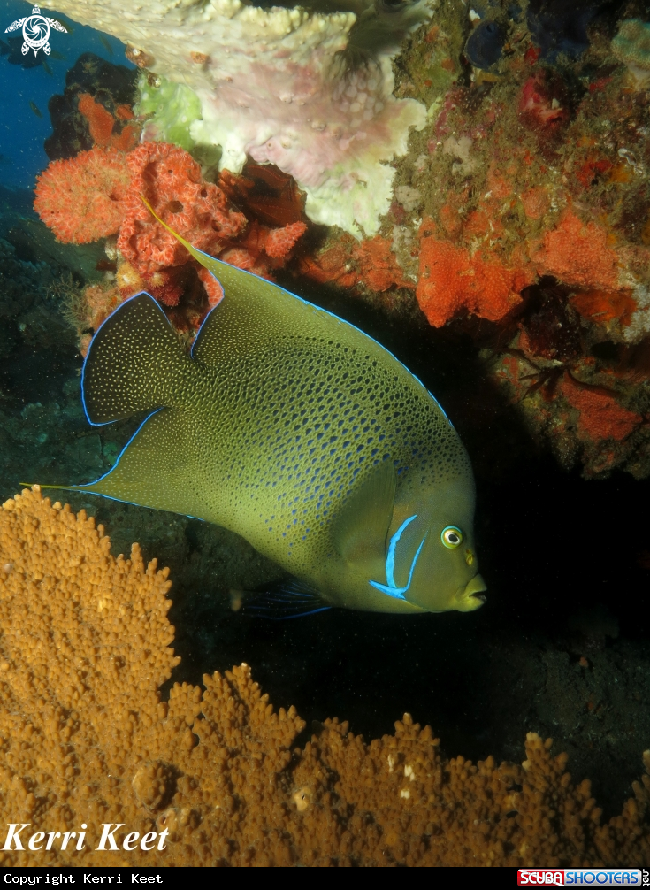 A Angel fish