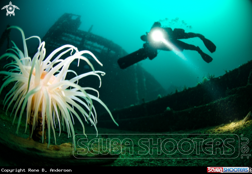 A Konsol Carl Fisser Wreck