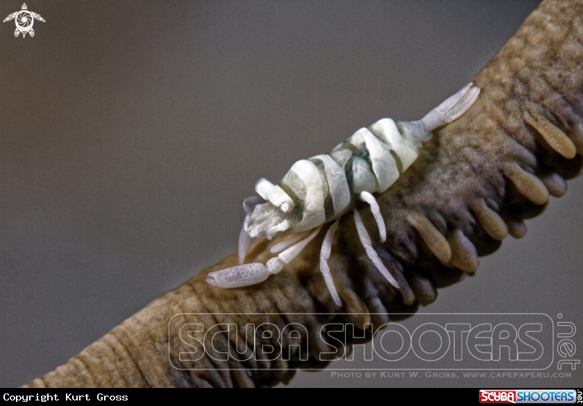 A Shrimp