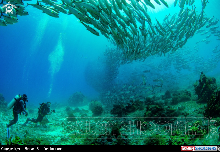 A Jackfish